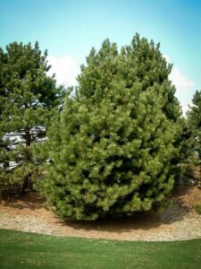 Сосна Чёрная (Pinus Nigra) купить по цене от 270.00р. в интернет-магазине «Посадика» с доставкой почтой в в Бердске и по всей России – [изображение №1].