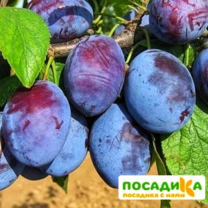 Слива Чачакская ранняя купить по цене от 229.00р. в интернет-магазине «Посадика» с доставкой почтой в в Бердске и по всей России – [изображение №1].