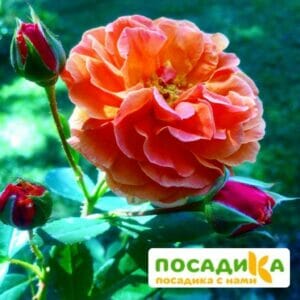 Роза Арабия купить по цене от 350.00р. в интернет-магазине «Посадика» с доставкой почтой в в Бердске и по всей России – [изображение №1].