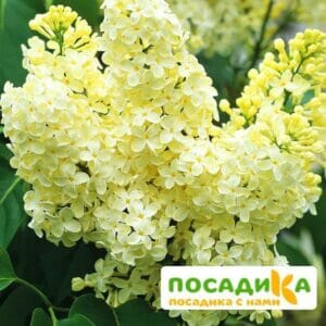 Сирень Примроуз (Primrose) купить по цене от 529.00р. в интернет-магазине «Посадика» с доставкой почтой в в Бердске и по всей России – [изображение №1].