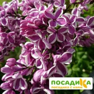 Сирень Сенсация купить по цене от 529.00р. в интернет-магазине «Посадика» с доставкой почтой в в Бердске и по всей России – [изображение №1].