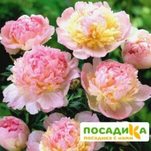 Пион Распберри Сандей (Paeonia Raspberry Sundae) купить по цене от 959р. в интернет-магазине «Посадика» с доставкой почтой в в Бердске и по всей России – [изображение №1].