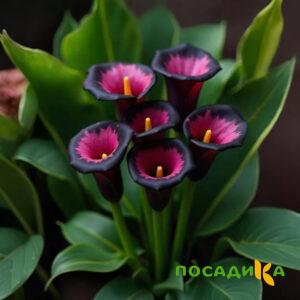Калла Аура Лейс купить по цене от 400р. в интернет-магазине «Посадика» с доставкой почтой в в Бердске и по всей России – [изображение №1].