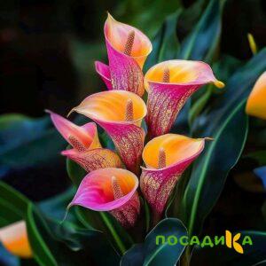 Калла Оникс купить по цене от 450р. в интернет-магазине «Посадика» с доставкой почтой в в Бердске и по всей России – [изображение №1].