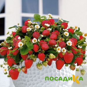 Клубника Рубиновый Шепот (горшечная) купить по цене от 240р. в интернет-магазине «Посадика» с доставкой почтой в в Бердске и по всей России – [изображение №1].