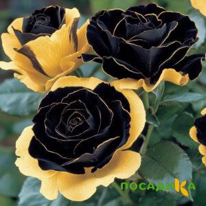 Роза Ханни Сикл купить по цене от 700р. в интернет-магазине «Посадика» с доставкой почтой в в Бердске и по всей России – [изображение №1].