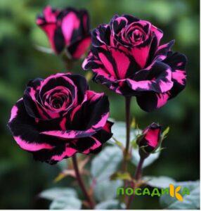 Роза Багровый Шепот купить по цене от 366р. в интернет-магазине «Посадика» с доставкой почтой в в Бердске и по всей России – [изображение №1].